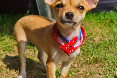 Lilo, chihuahua wearing red scarf