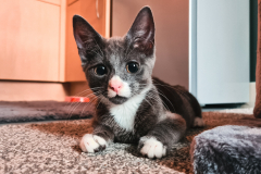 Kitten laying on rug