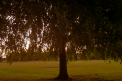 willow-Enhanced2